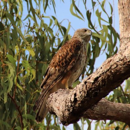 A brown and cream hawk sits on the branch of a gum tree.